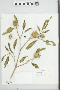 Datura stramonium image