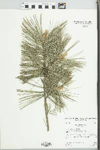 Pinus flexilis image