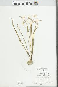 Ornithogalum umbellatum image