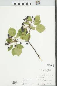 Viburnum lentago image