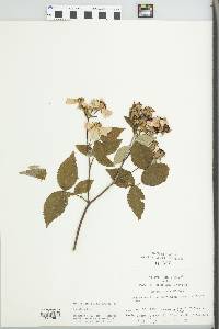 Rosa setigera image