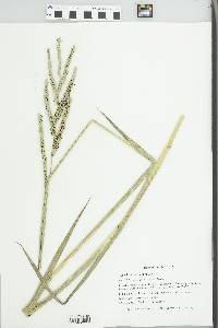 Paspalum floridanum image