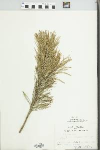 Pinus mugo image