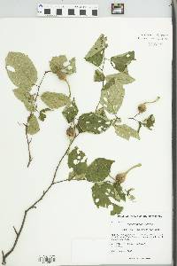 Corylus cornuta image