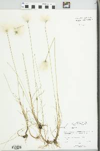 Eriophorum scheuchzeri image