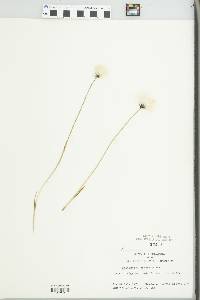 Eriophorum spissum image