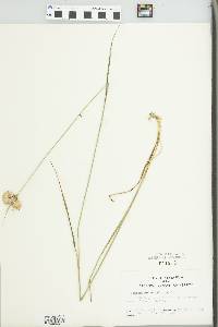 Eriophorum virginicum image