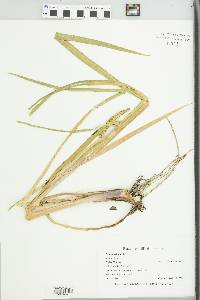 Acorus calamus image