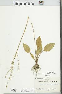 Alisma plantago-aquatica image