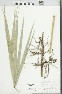 Serenoa repens image