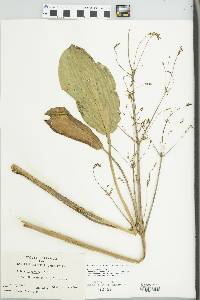 Alisma plantago-aquatica image