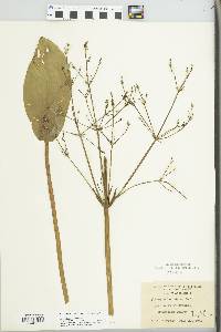 Alisma plantago-aquatica image