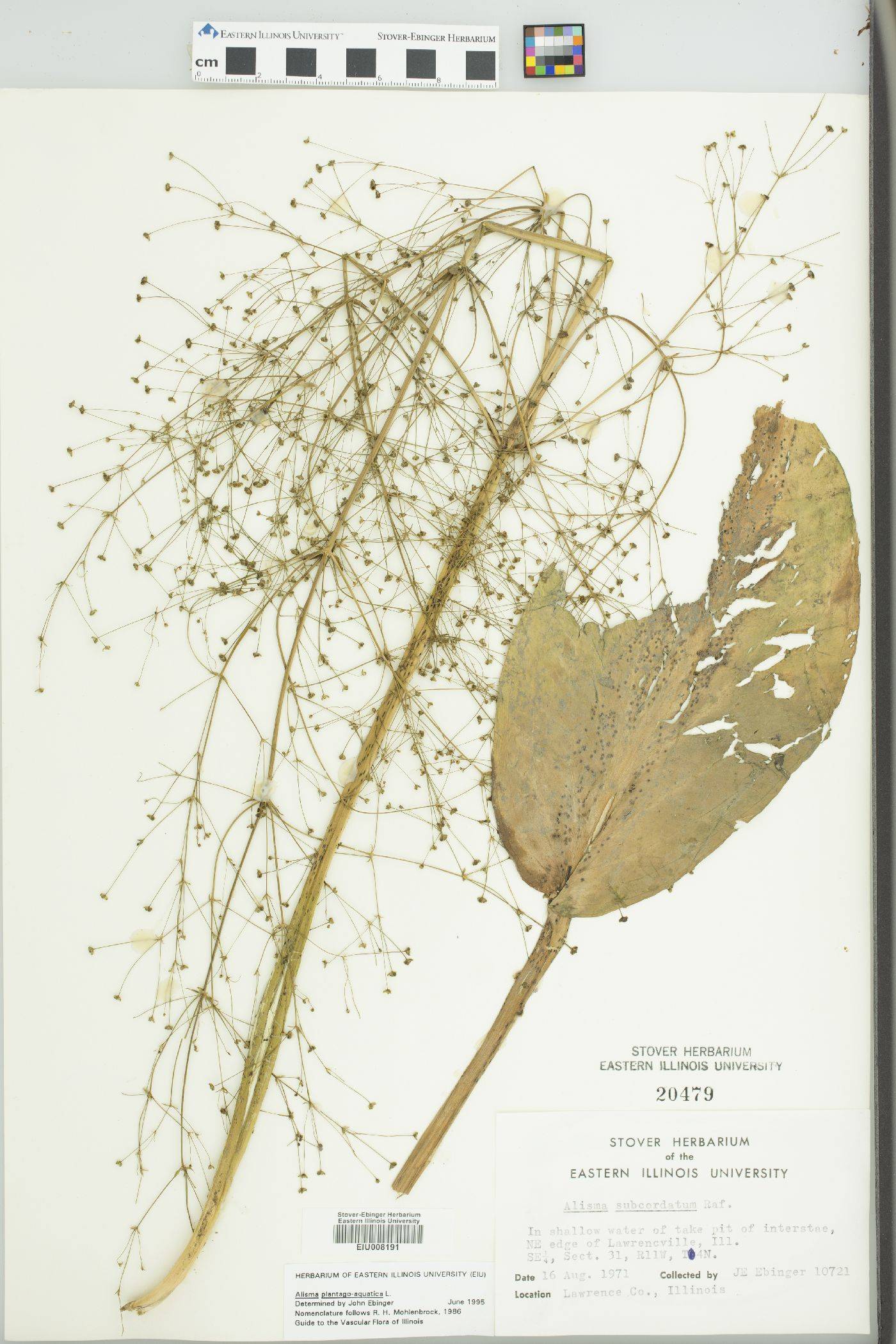 Alisma plantago-aquatica image