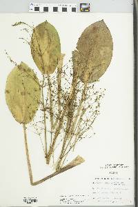 Alisma plantago-aquatica image