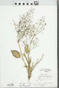 Alisma plantago-aquatica image