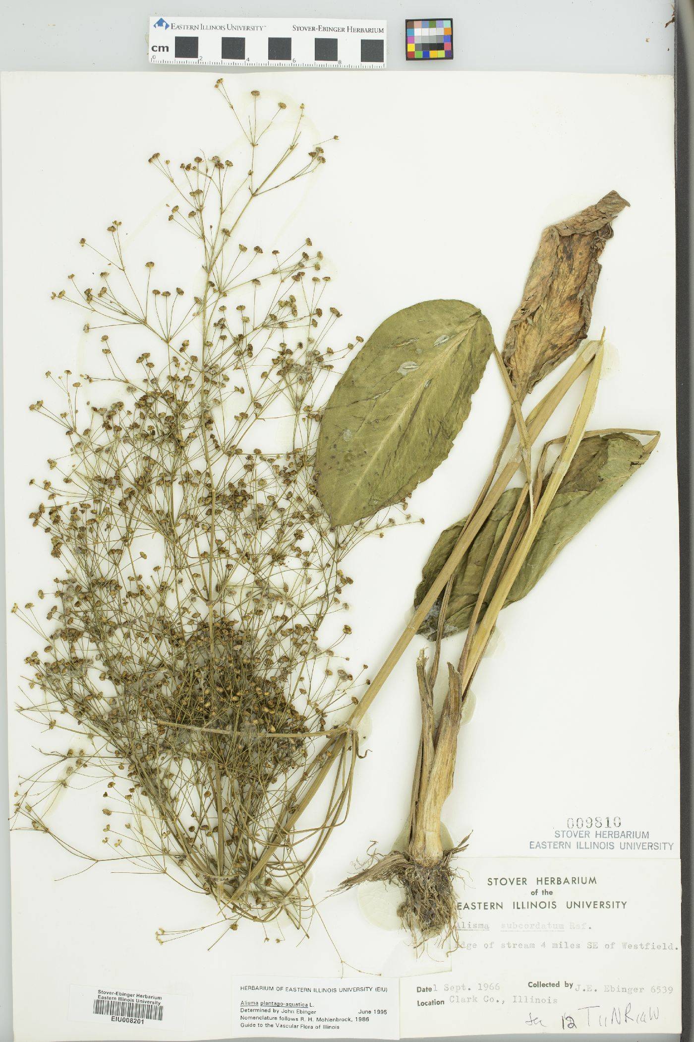 Alisma plantago-aquatica image