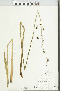 Sagittaria subulata image