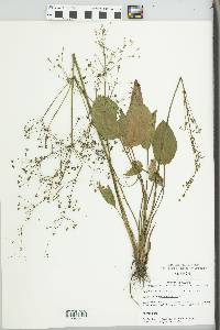 Alisma plantago-aquatica image