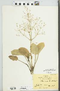 Alisma plantago-aquatica image