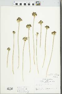 Allium burdickii image