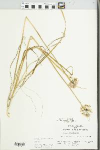 Allium cernuum image