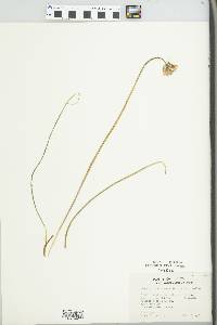 Dichelostemma congestum image