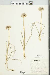 Allium canadense var. mobilense image