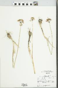 Allium stellatum image