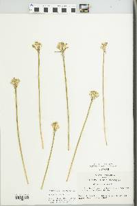 Allium burdickii image