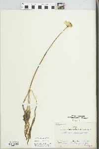 Allium burdickii image