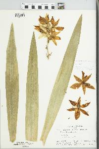 Yucca flaccida image