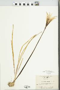 Zephyranthes atamasca image