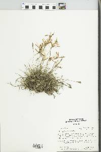 Tillandsia recurvata image