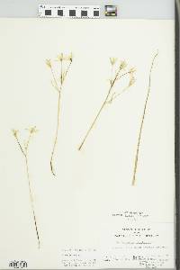 Ornithogalum umbellatum image