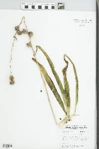 Manfreda virginica image