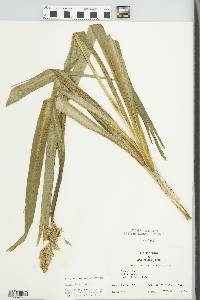 Camassia scilloides image