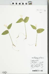 Maianthemum canadense image