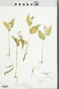 Maianthemum canadense image