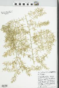 Asparagus aethiopicus image