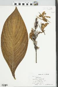 Canna generalis image