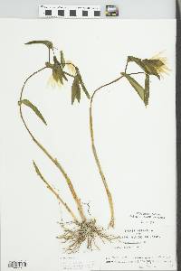 Uvularia grandiflora image