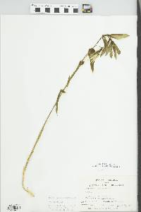 Uvularia grandiflora image