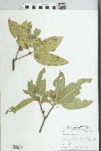 Quercus imbricaria image