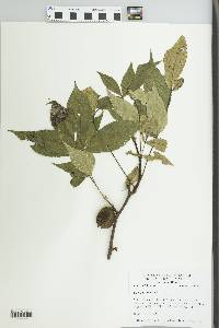 Carya texana image