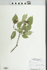 Cornus drummondii image