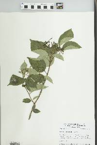 Cornus drummondii image