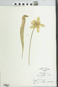 Sarracenia minor image