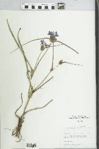 Tradescantia occidentalis image