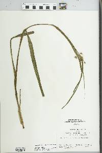 Tradescantia ohiensis image