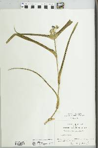 Tradescantia virginiana image